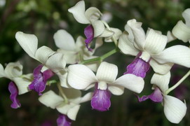 Fleurs de frangipanier